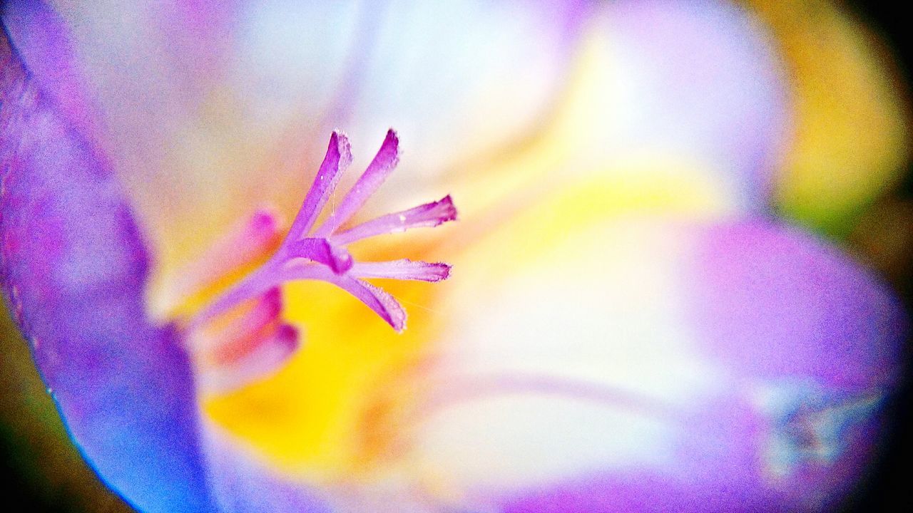 flower, petal, purple, flower head, freshness, fragility, close-up, beauty in nature, single flower, yellow, selective focus, nature, growth, full frame, backgrounds, extreme close-up, blooming, macro, vibrant color, pollen