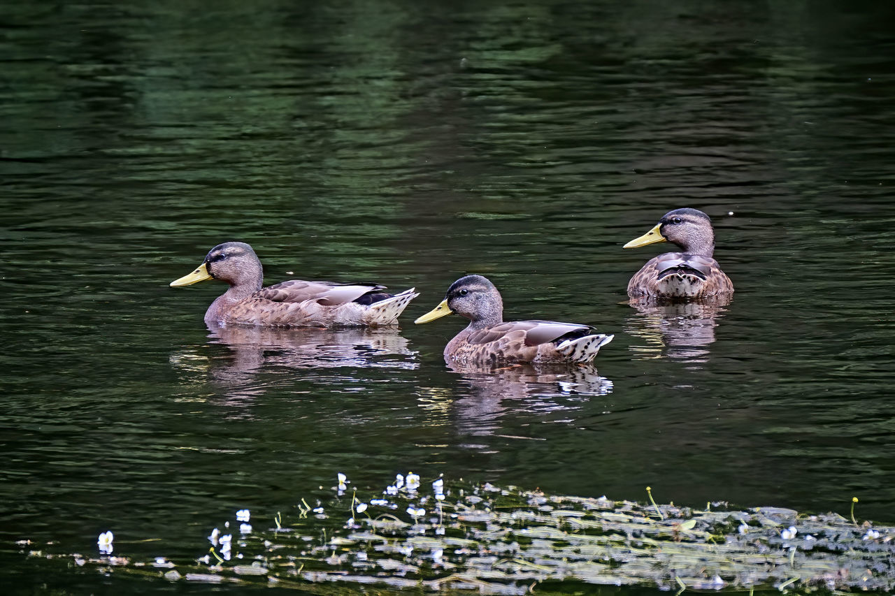 SWANS IN LAKE