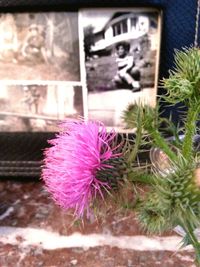 Close-up of pink flowers