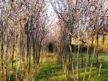 View of cherry blossom trees in sunlight