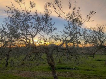 Scenic view of field against sky during sunset