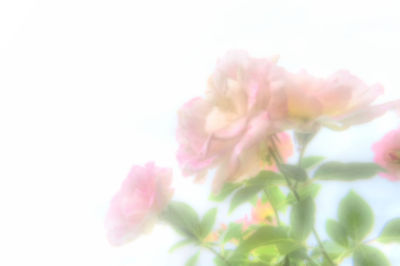 Close-up of pink flowers against sky