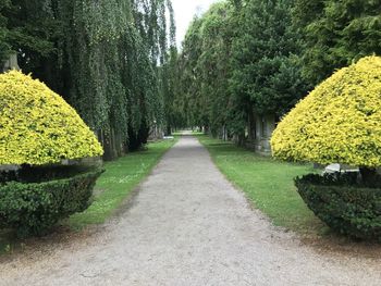 Footpath amidst trees in park