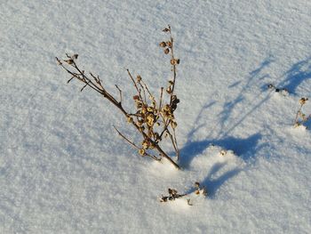 High angle view of crab on snow field