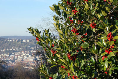 Close-up of red berries on tree