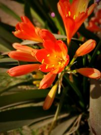 Close-up of flowers blooming outdoors