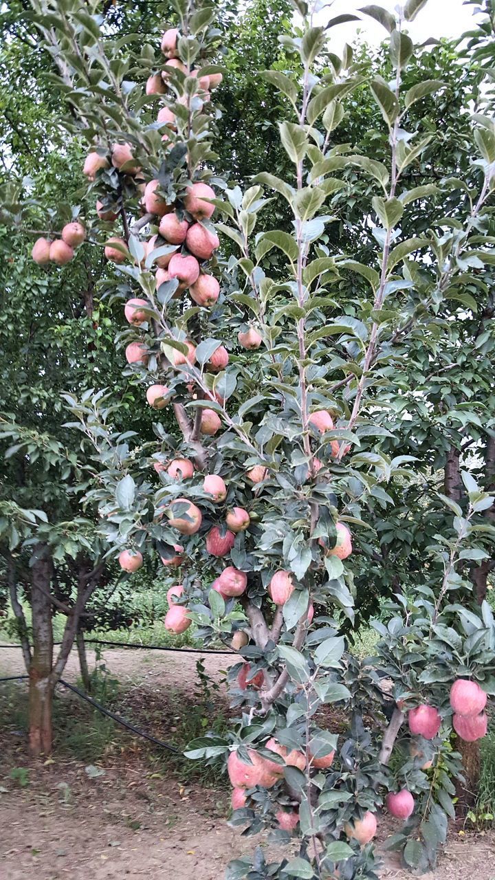 VIEW OF FRUITS GROWING ON PLANT