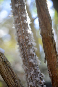 Close-up of tree trunk