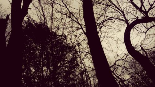 Low angle view of silhouette trees against sky