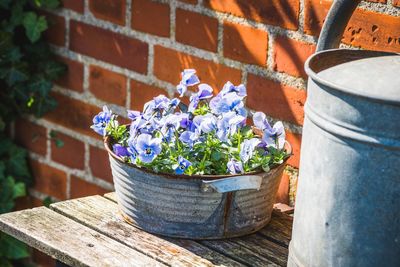 Potted plants against wall