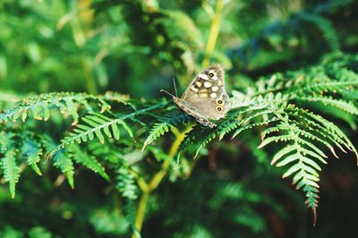 Close-up of butterfly on leaf