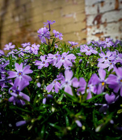Close-up of purple flowers blooming outdoors