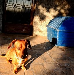 Portrait of dog relaxing on floor