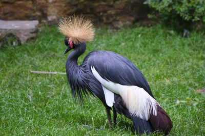 Close-up of a bird on field