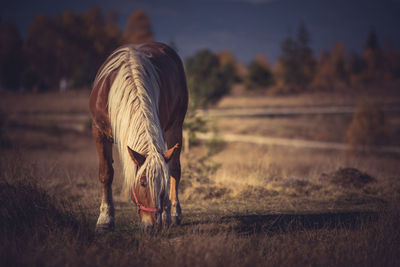 Horse grazing on field