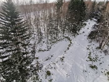 High angle view of trees during winter