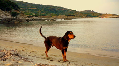 Dog looking at sea