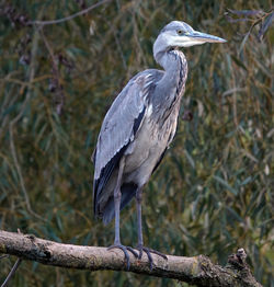 High angle view of gray heron perching on branch