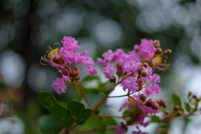 Close-up of pink flowering plant