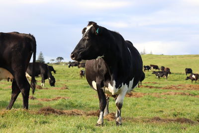 Horses grazing in a field