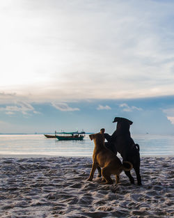 Dog standing in the sea