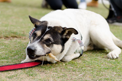 Close-up of dog sitting on grass