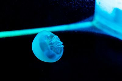 Close-up of jellyfish against blue background