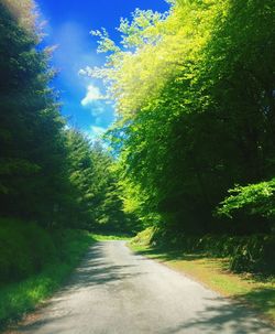 Road amidst trees against sky