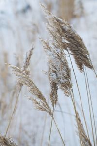 Close-up of stalks in field