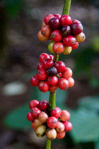 Close-up of cherries growing on tree