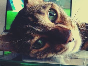 Close-up portrait of dog