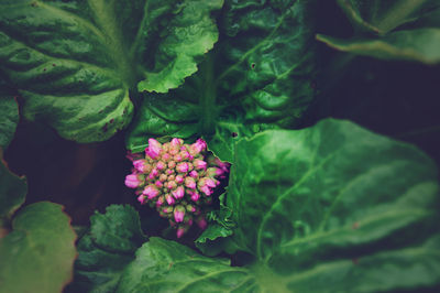 Close-up of pink flowers blooming outdoors