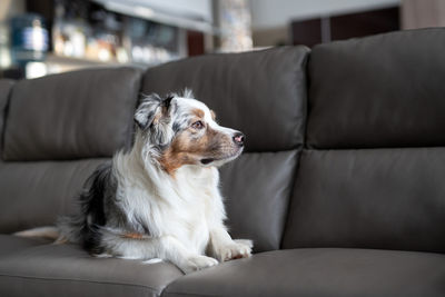 Dog sitting on sofa at home. australian shepherd. fluffy puppy 