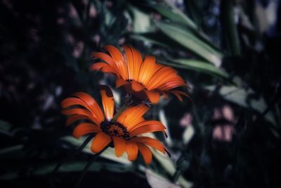 Close-up of orange rose flower