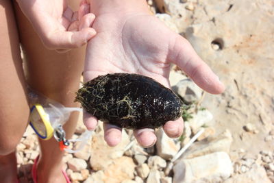 Cropped image of woman holding wet sea cucumber animal at beach