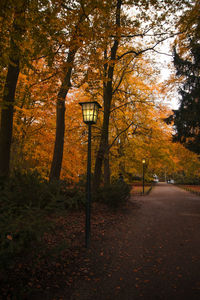 Street light by trees in forest during autumn