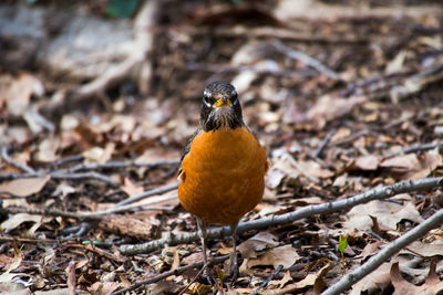 Close-up of bird perching on field