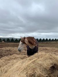 View of a horse on field