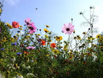 Close-up of cosmos flowers blooming on field against clear sky