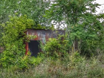 Abandoned built structure against trees