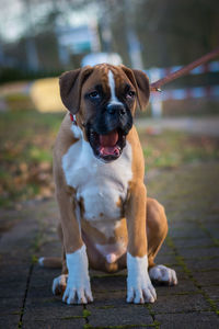 Portrait of dog sitting on footpath