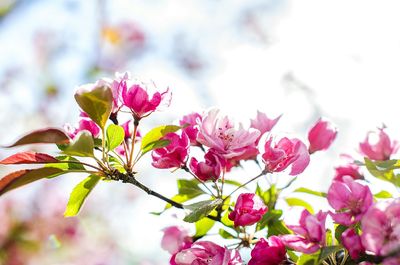 Close-up of pink flowers