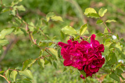 Close-up of red flowering plant