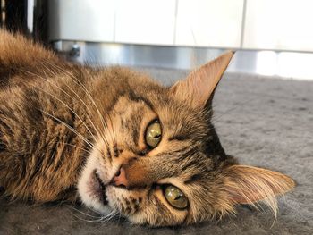 Close-up portrait of a cat