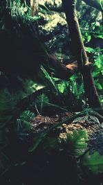 Close-up of tree in forest