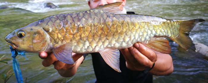 Midsection of man holding fish in sea