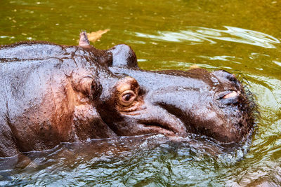 Close-up of lion swimming in lake