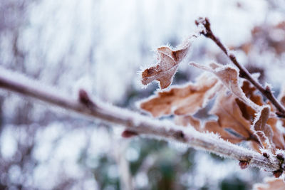 Close-up of twigs