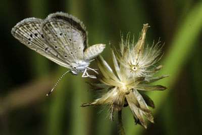 Close-up of butterfly on flower