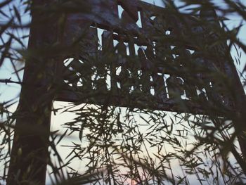 Low angle view of tree branches